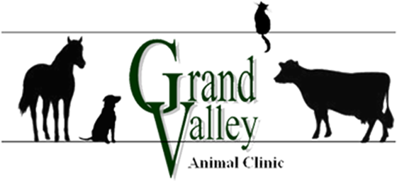 grand_valley_vet